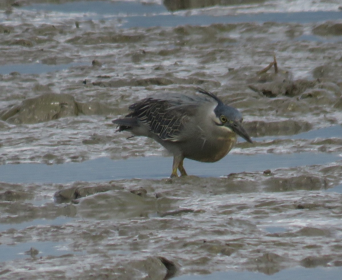Little Heron - ML614682690