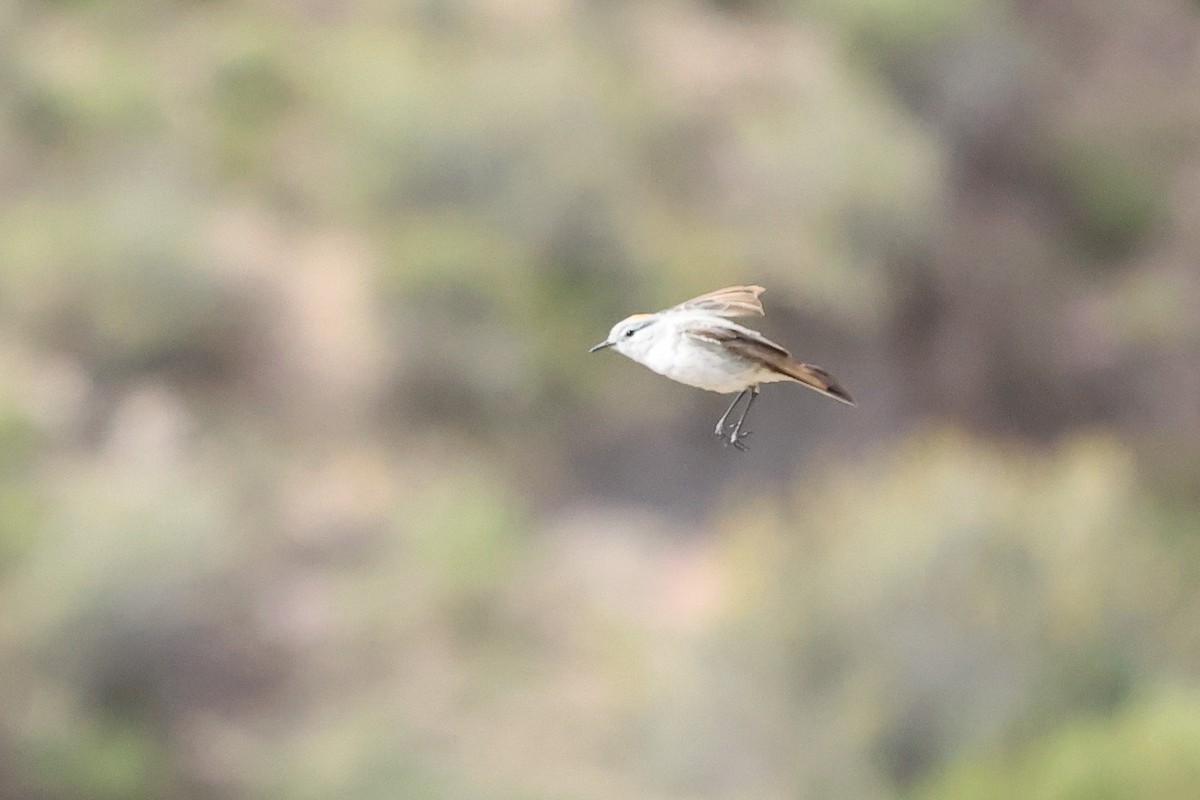 Rufous-naped Ground-Tyrant - ML614682755