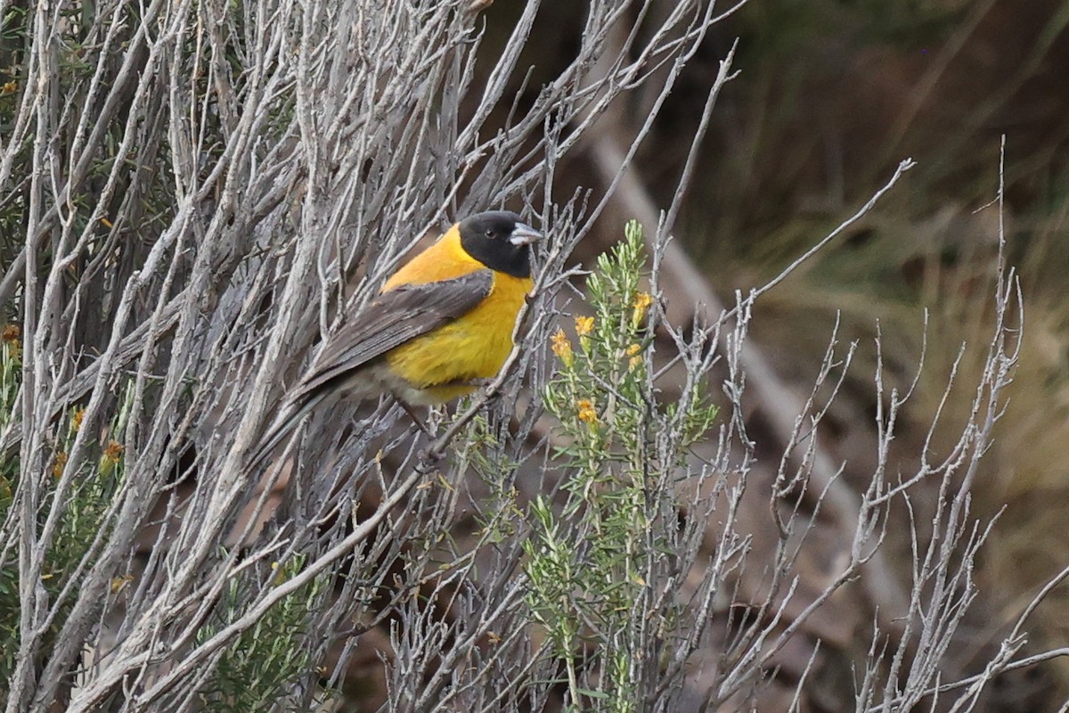 Black-hooded Sierra Finch - ML614682756