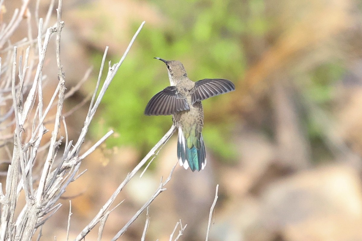 Colibri d'Estelle - ML614682765