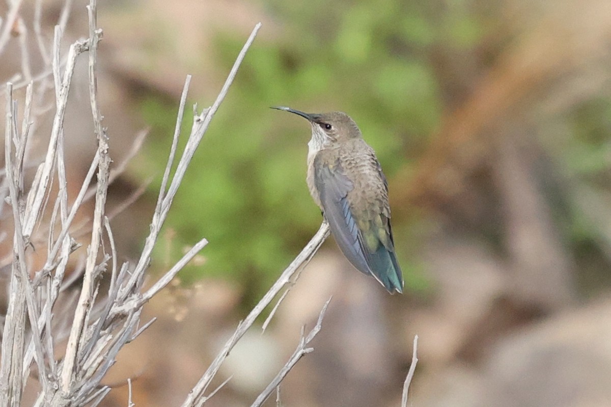 Colibri d'Estelle - ML614682766