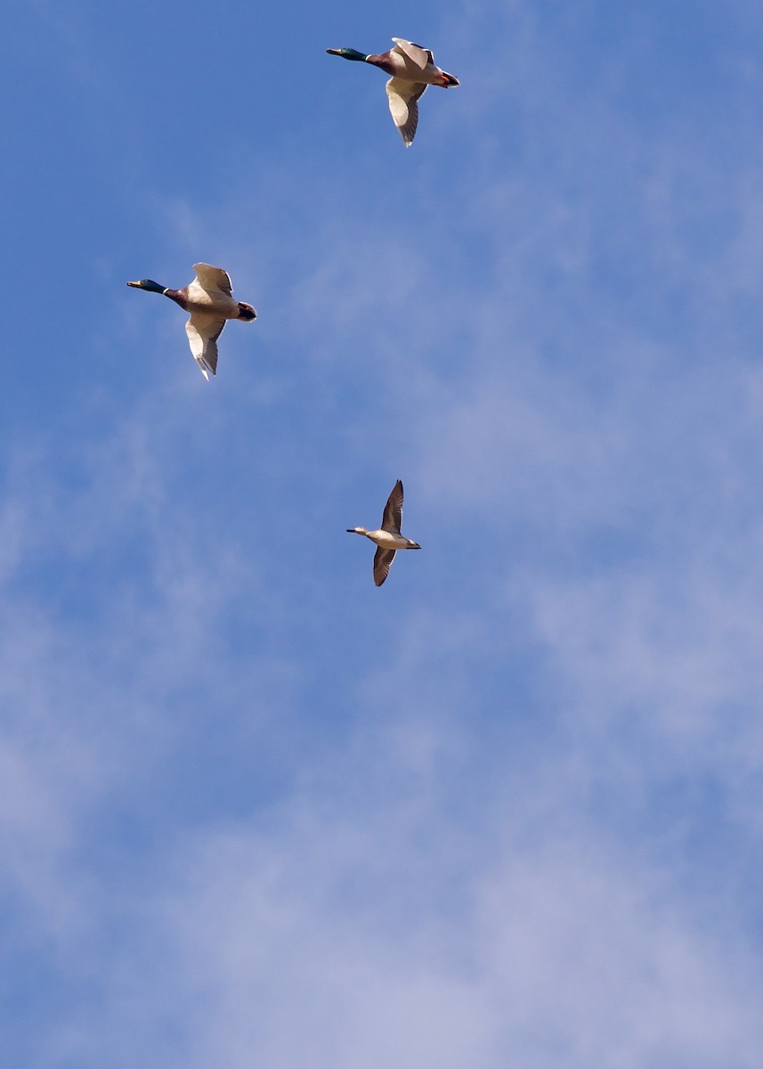 Green-winged Teal - Jon Cefus