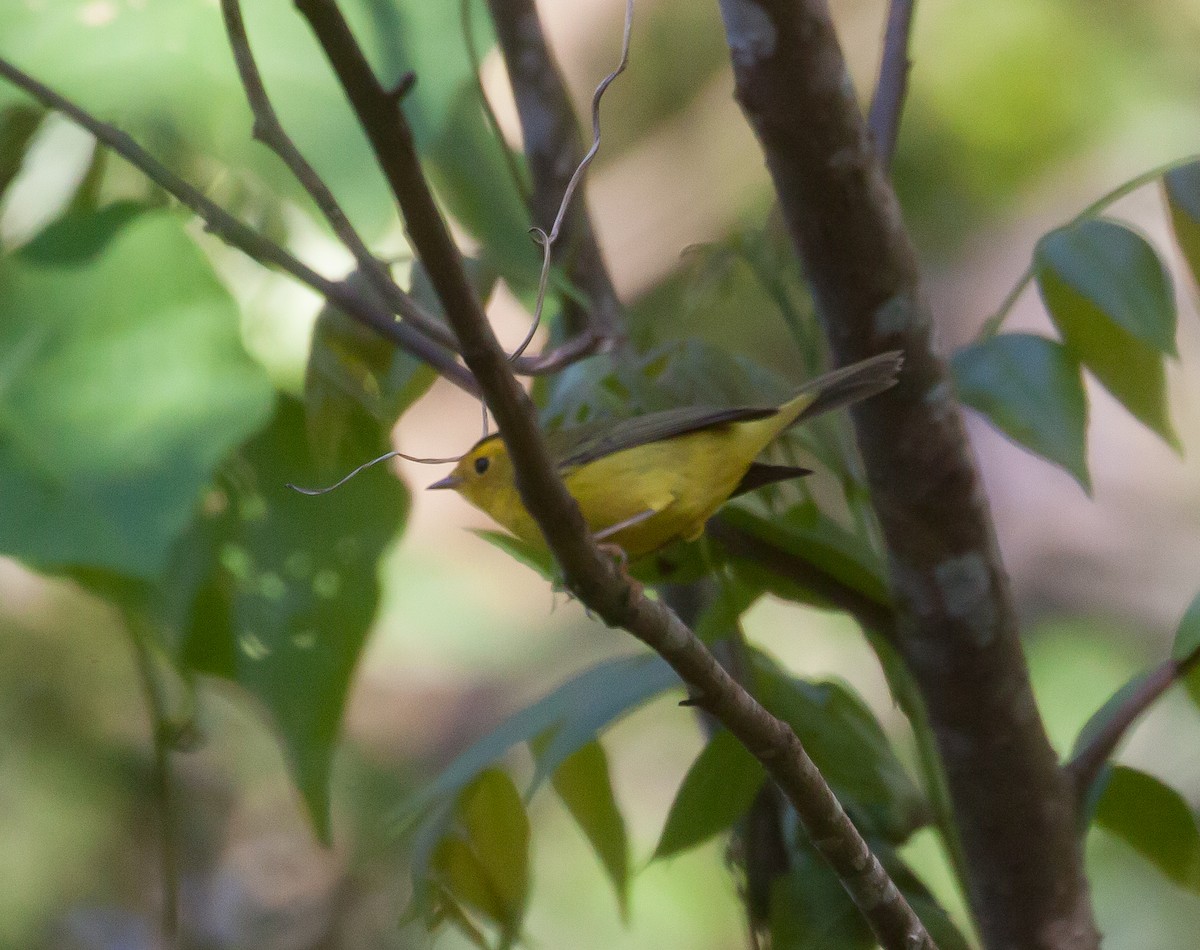 Wilson's Warbler - ML614682858