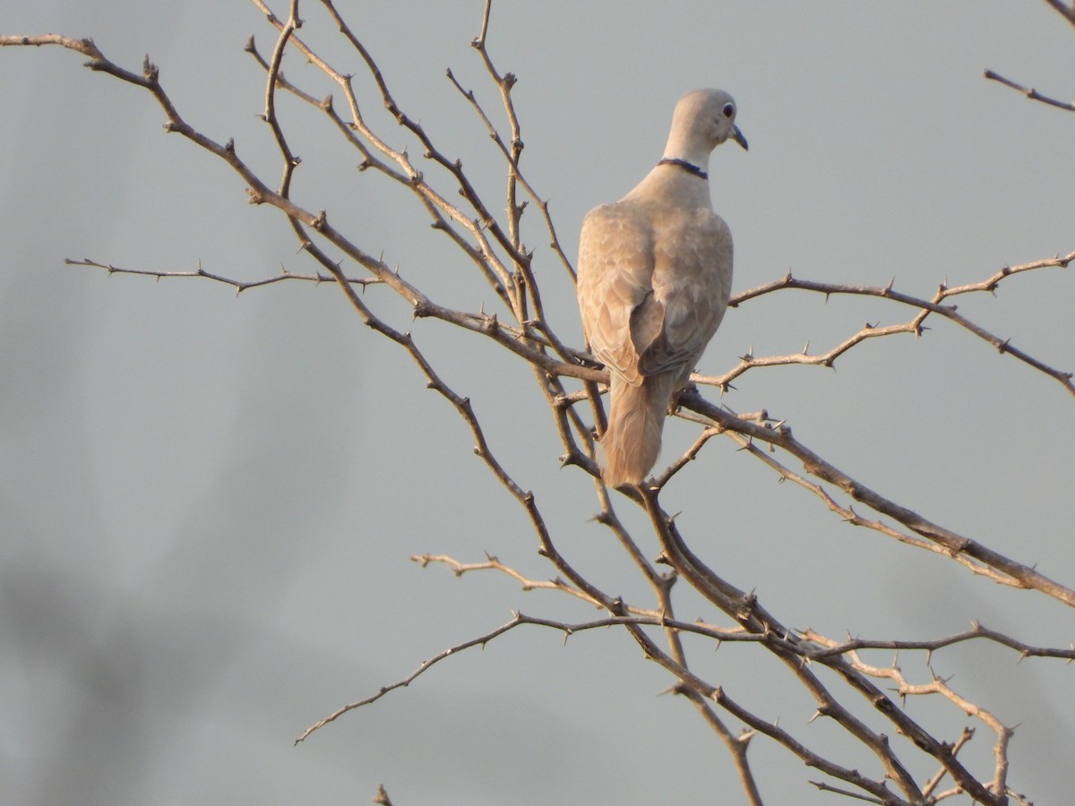 Eurasian Collared-Dove - ML614682860