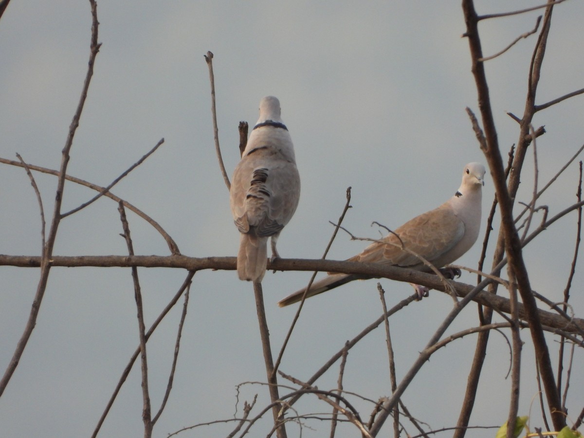 Eurasian Collared-Dove - ML614682861