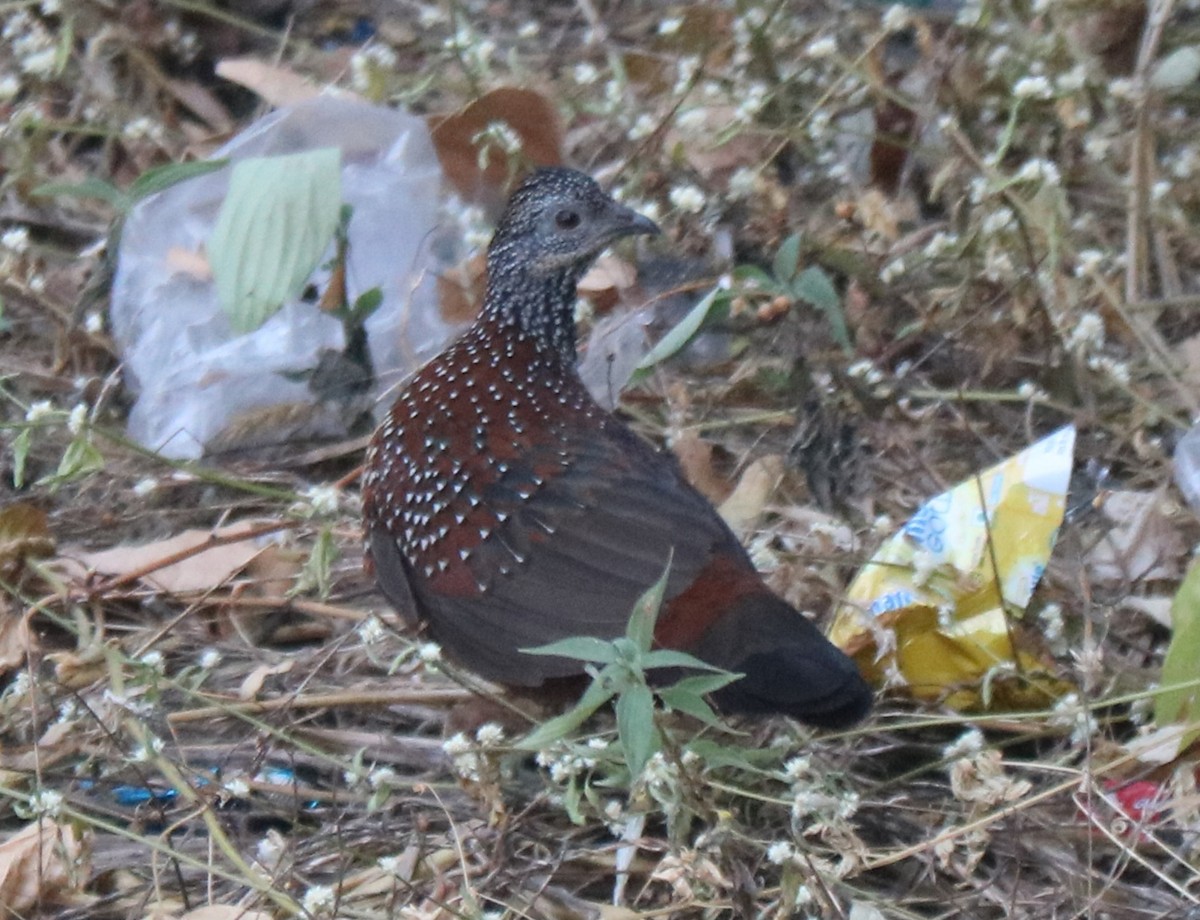 Painted Spurfowl - Elavarasan M