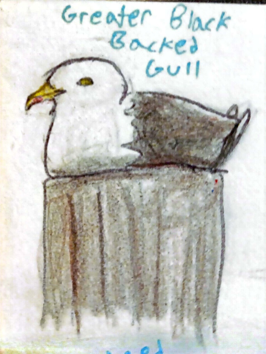 Great Black-backed Gull - Anagha R