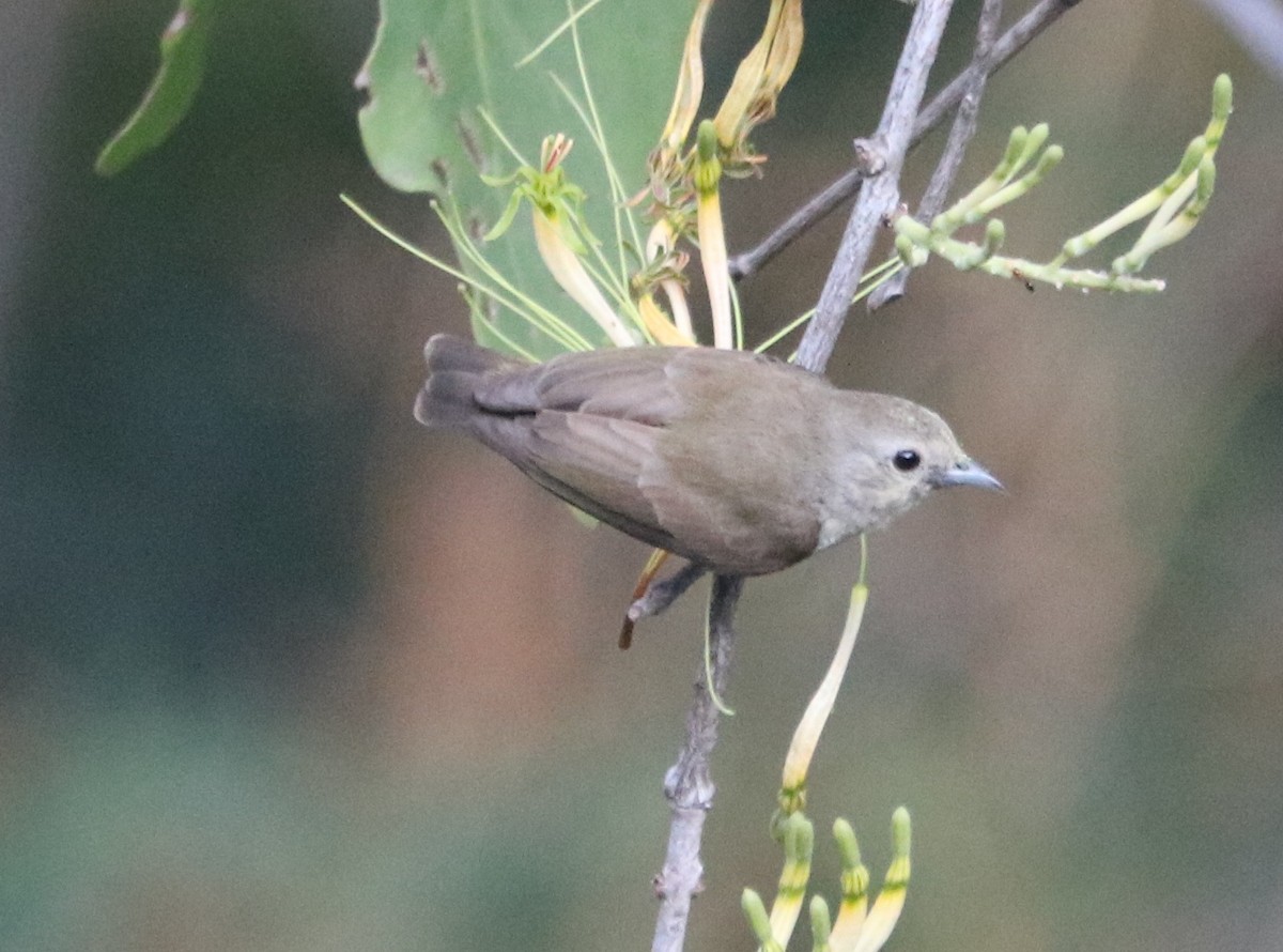 Nilgiri Flowerpecker - ML614682888