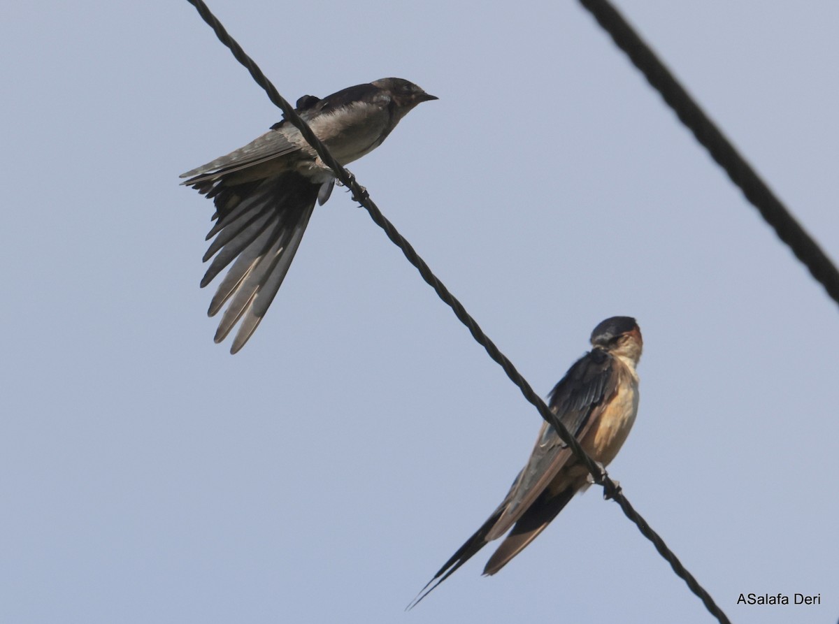 Angola Swallow - ML614682893