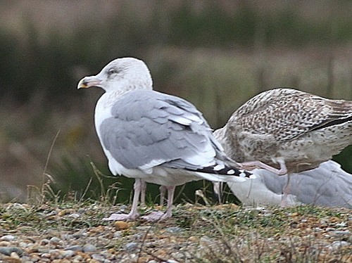 Herring Gull (European) - ML614682895