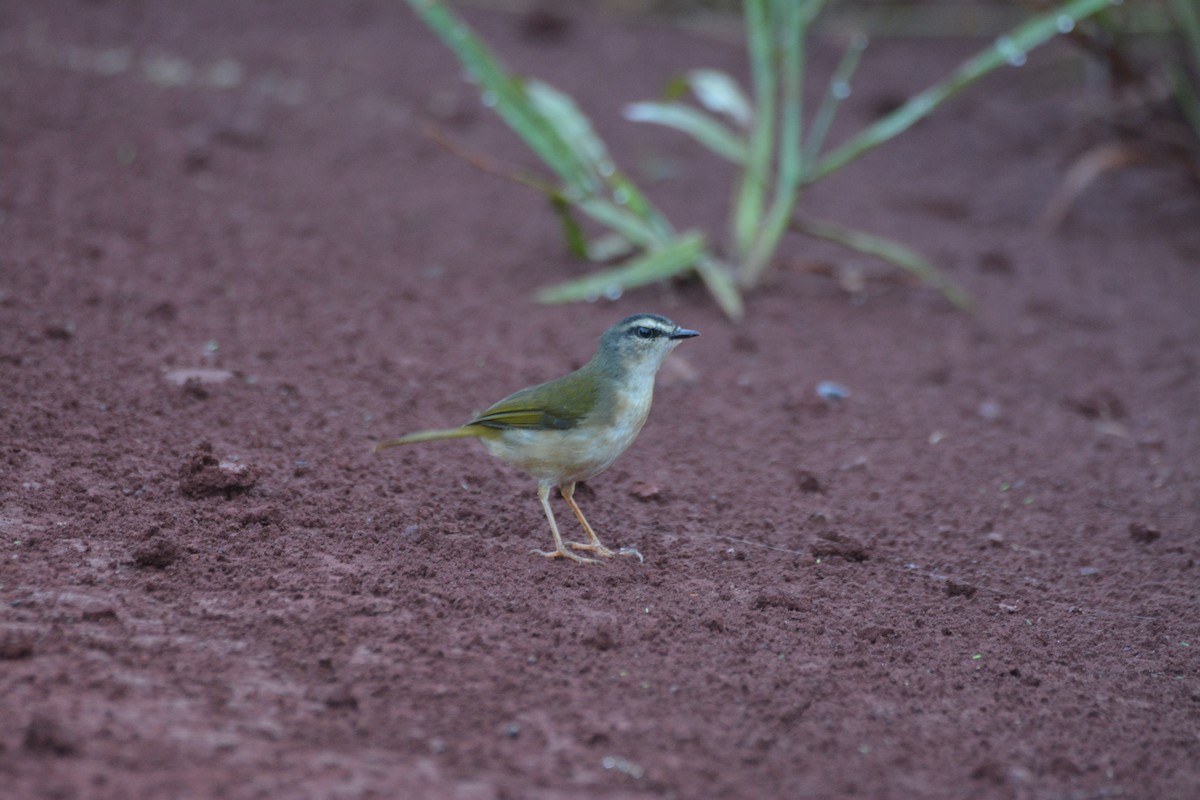 Riverbank Warbler - Dante Gabriel Moresco