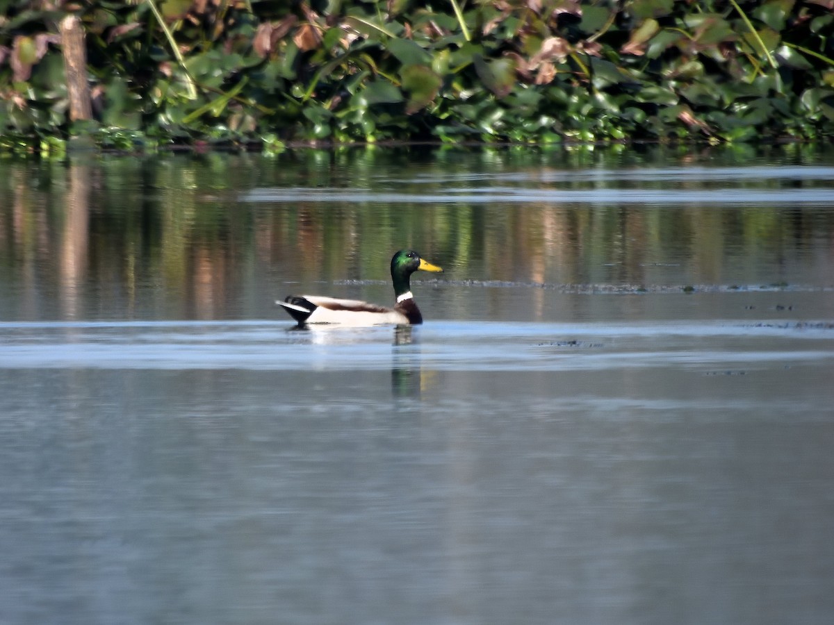 Mallard - ML614683137