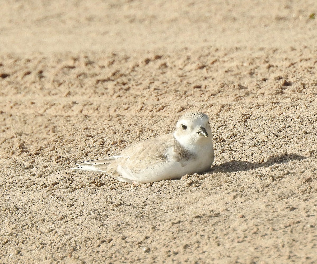 Piping Plover - Rob Buchanan