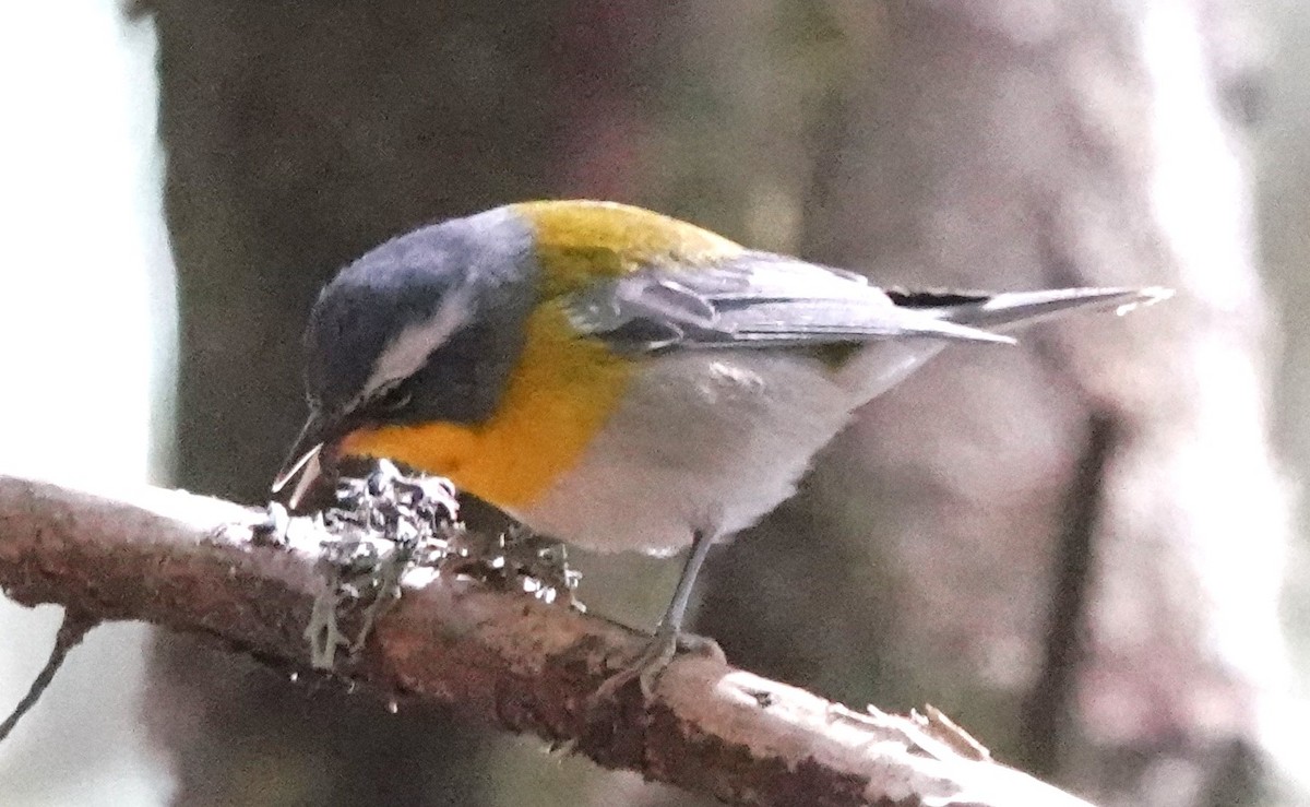 Crescent-chested Warbler - ML614683195