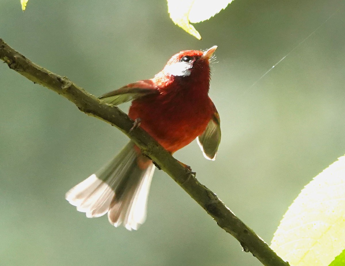 Red Warbler - ML614683234