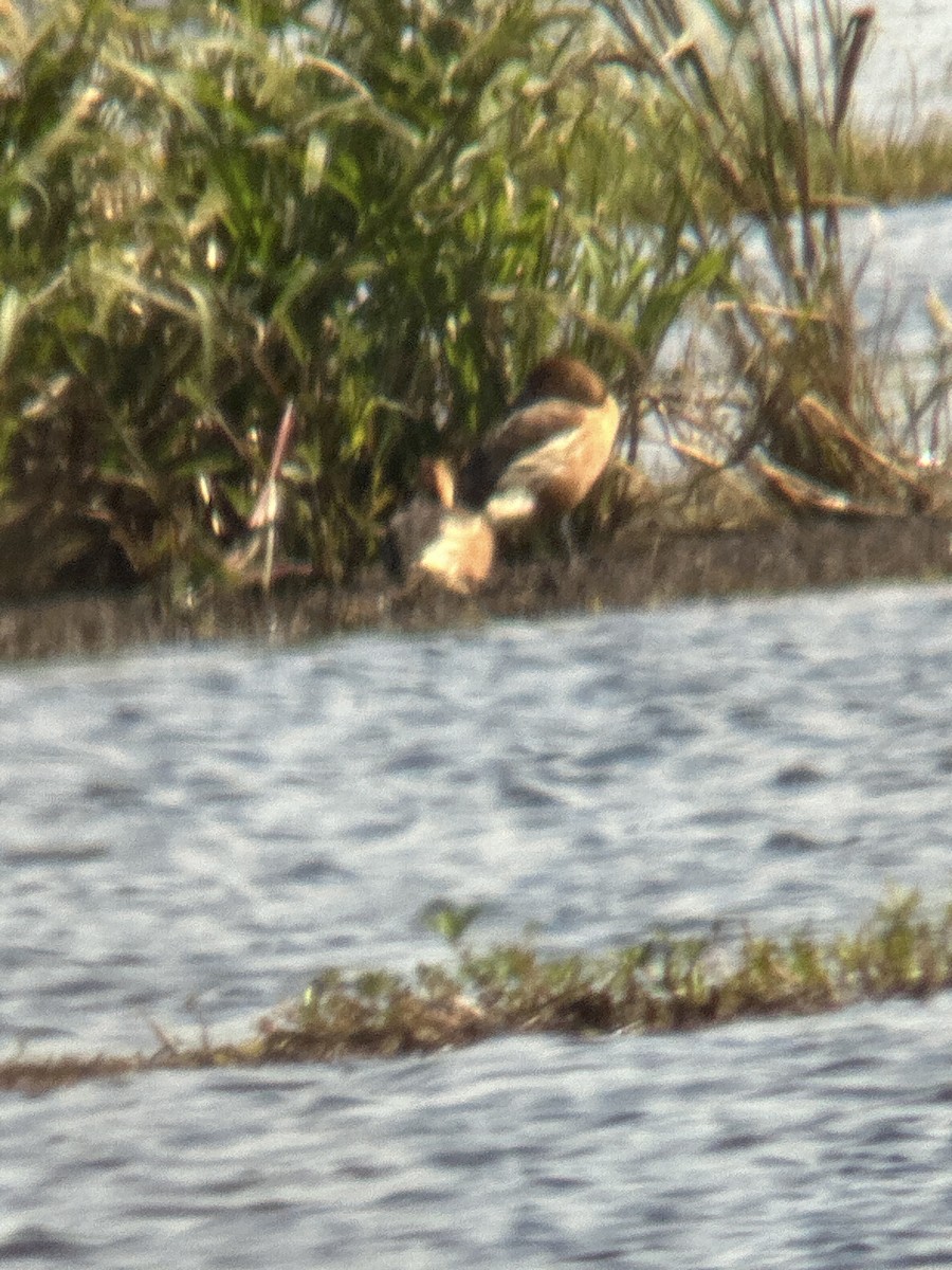 Fulvous Whistling-Duck - ML614683237