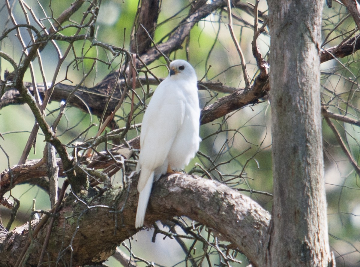 Gray Goshawk - ML614683253