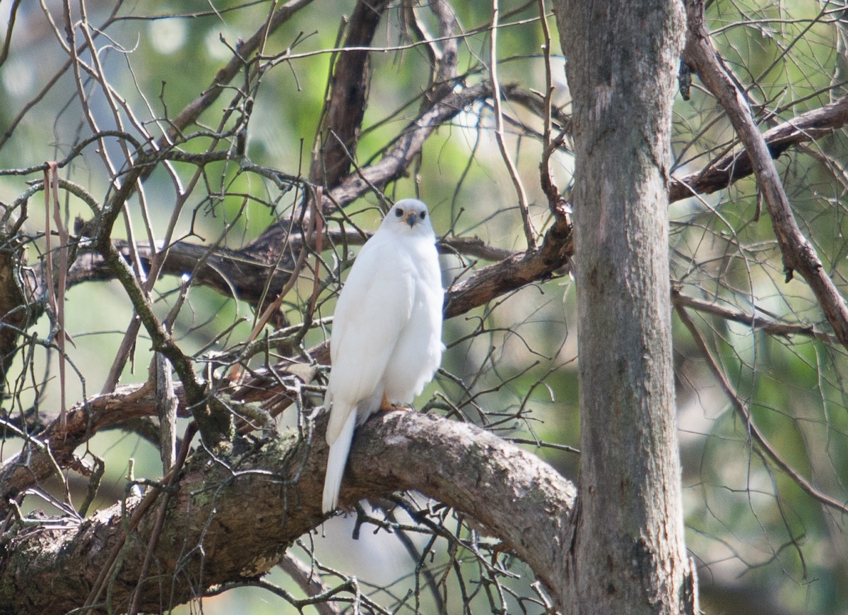 Gray Goshawk - ML614683258