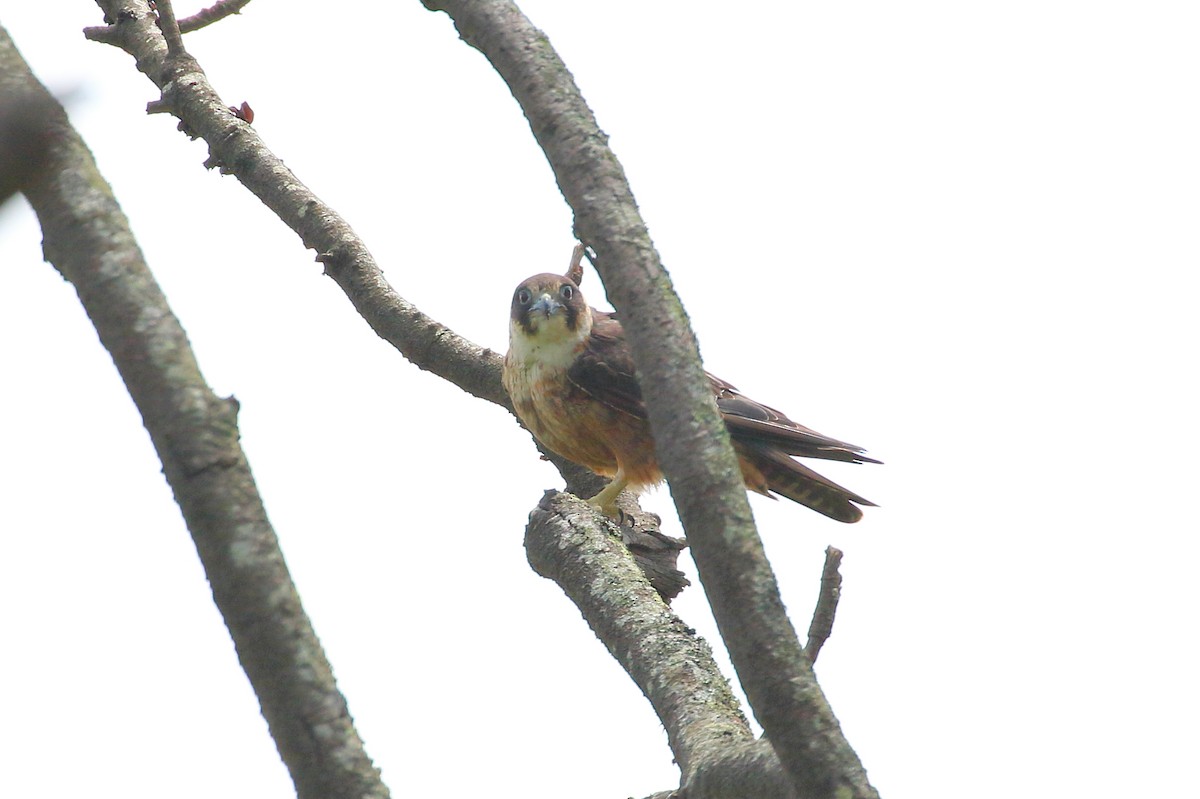 Australian Hobby - Scott Eaton