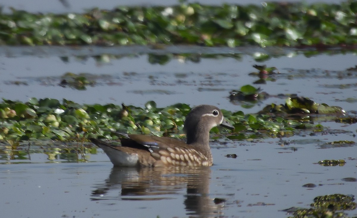 Mandarin Duck - ML614683270