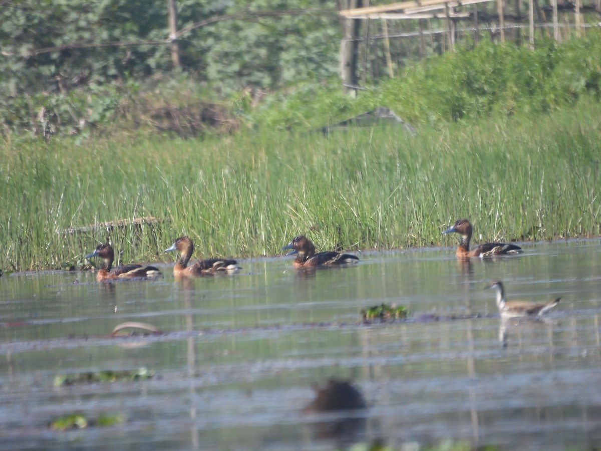 Fulvous Whistling-Duck - ML614683273