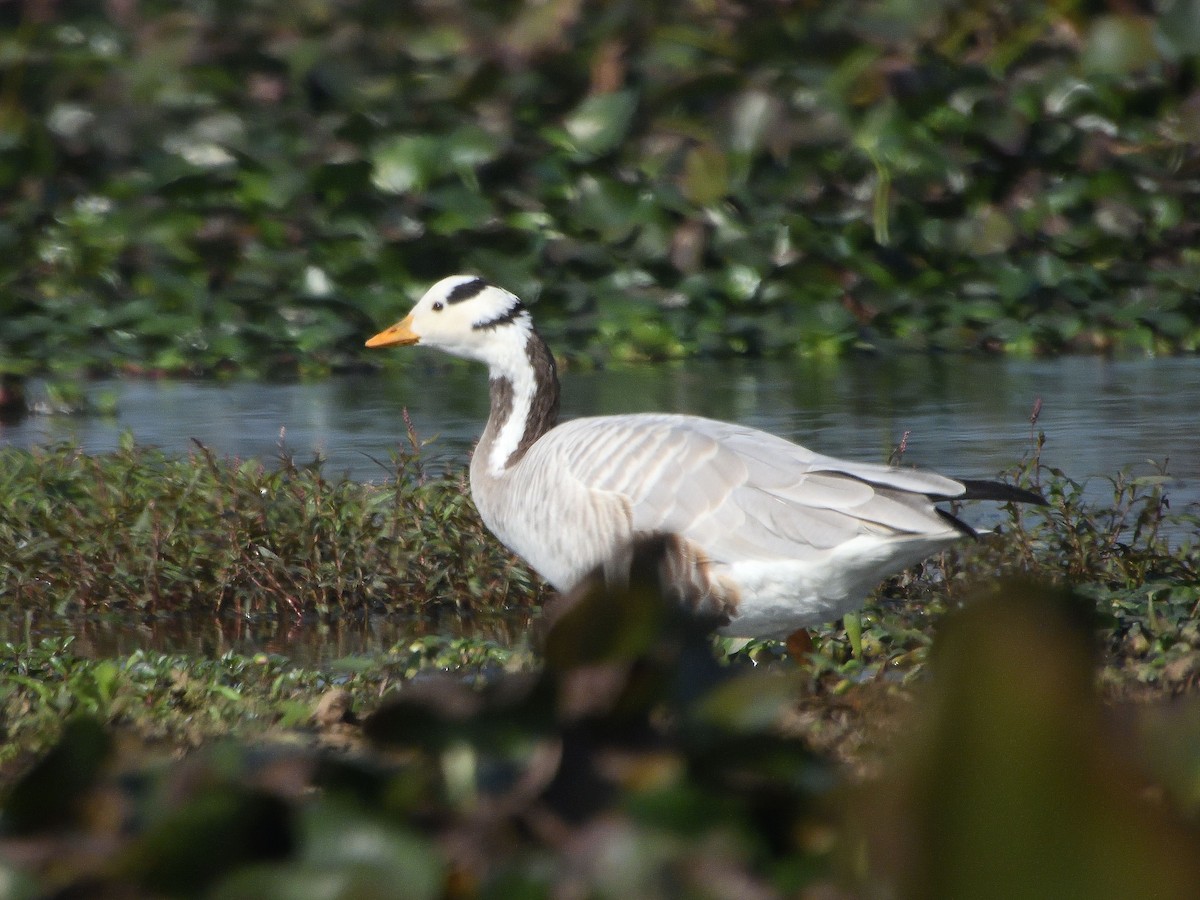 Bar-headed Goose - ML614683302