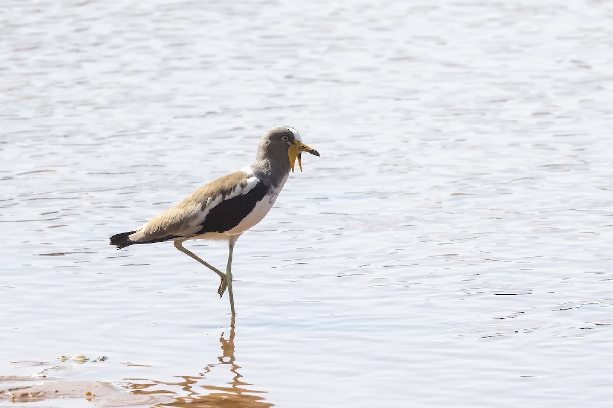 White-crowned Lapwing - ML614683309