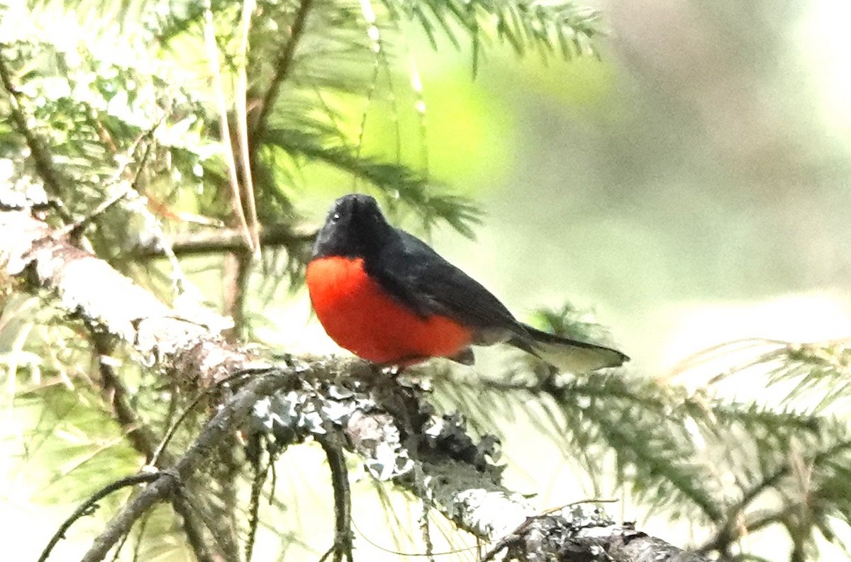 Slate-throated Redstart - ML614683311