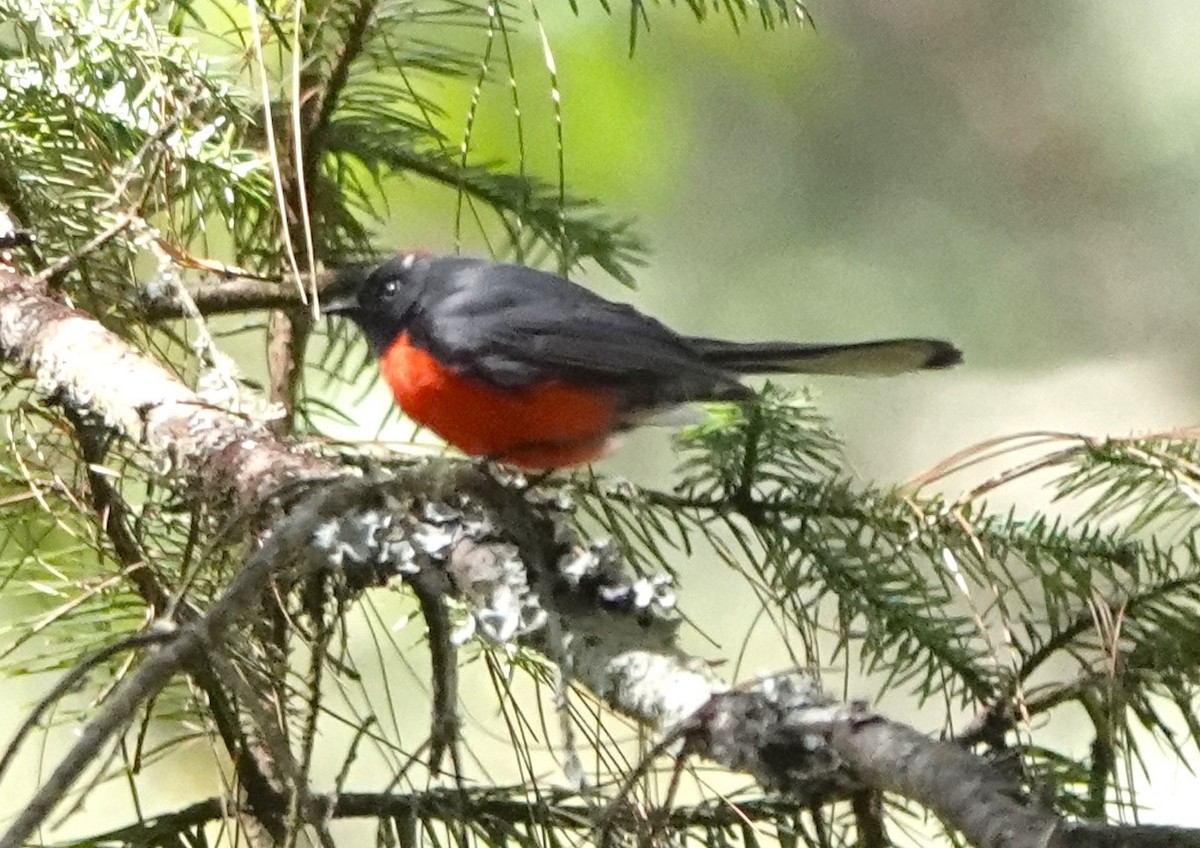 Slate-throated Redstart - ML614683312