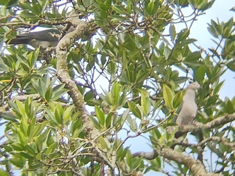 Green Imperial-Pigeon - ML614683325