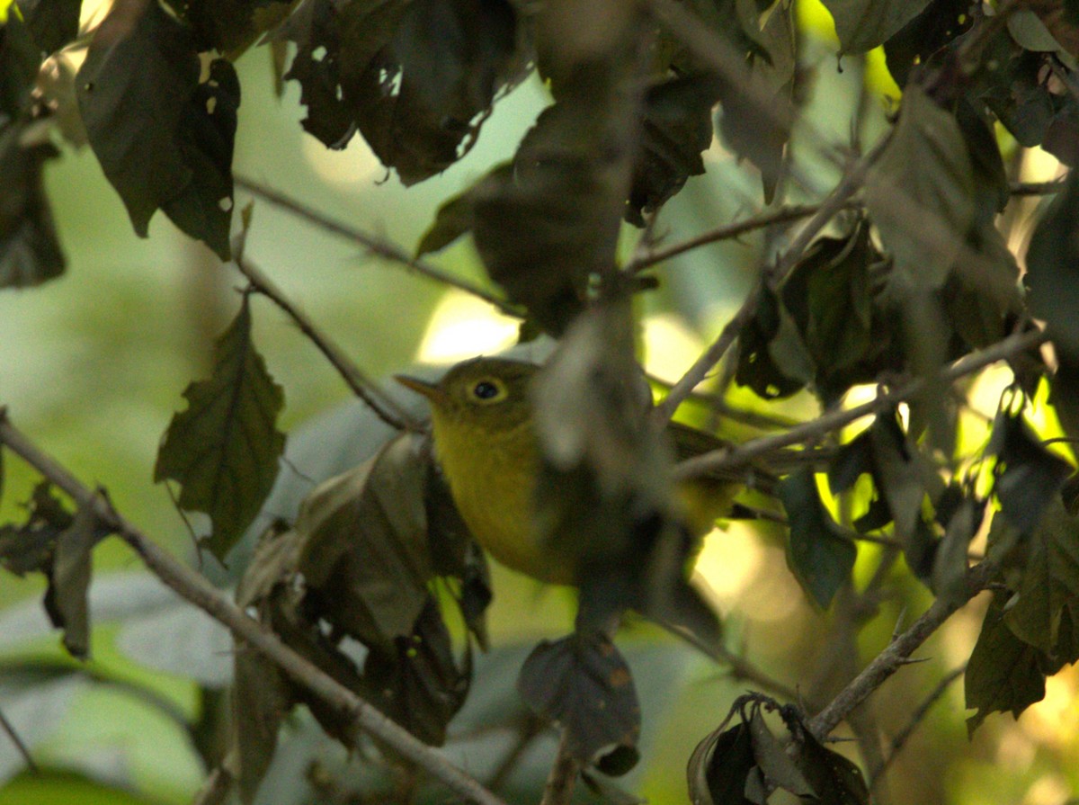 Whistler's Warbler - ML614683328