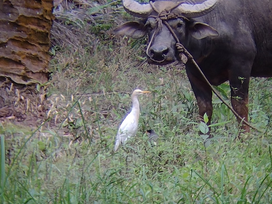 Eastern Cattle Egret - ML614683330