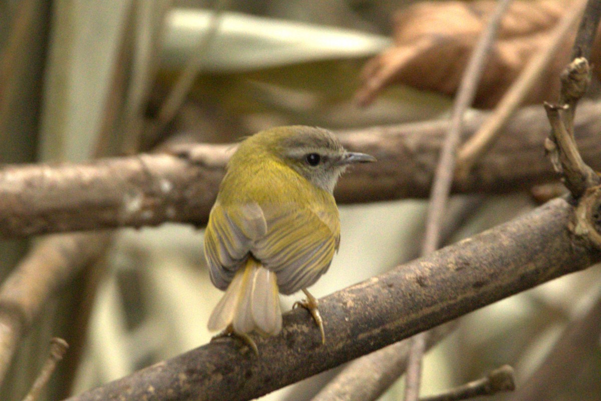 Yellow-bellied Warbler - Sourav Das