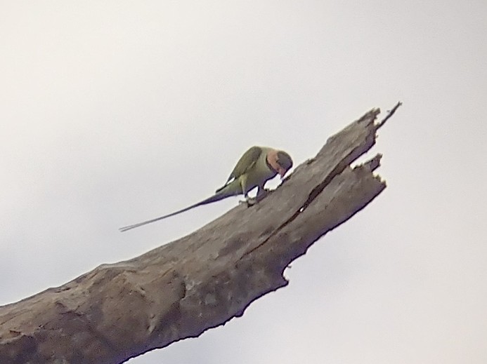 Long-tailed Parakeet - ML614683346