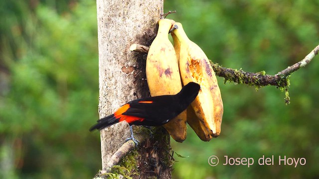 Scarlet-rumped Tanager - ML614683351