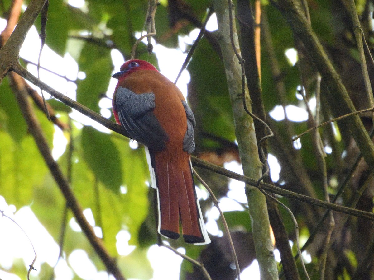 Red-headed Trogon - ML614683361
