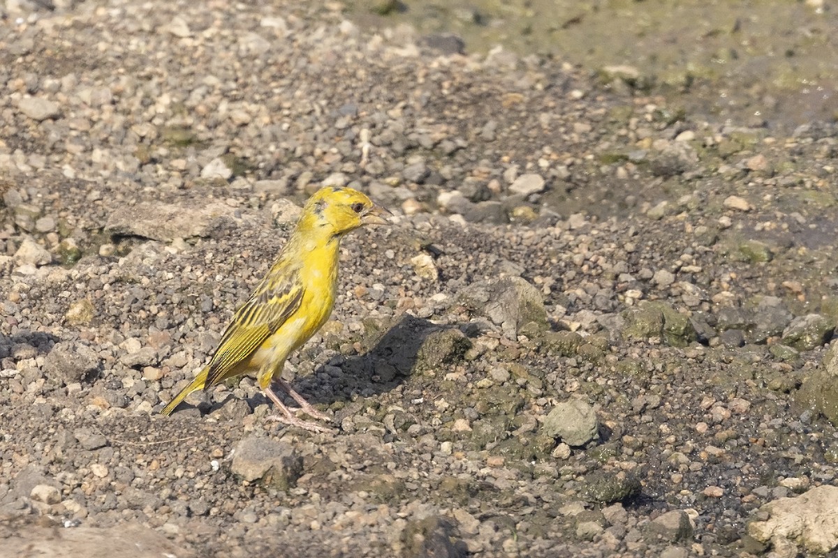 Southern Masked-Weaver - ML614683362