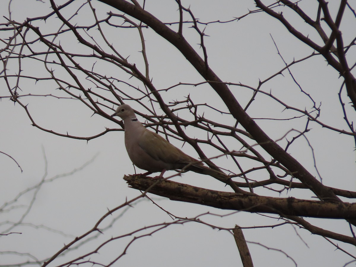 Eurasian Collared-Dove - ML614683435