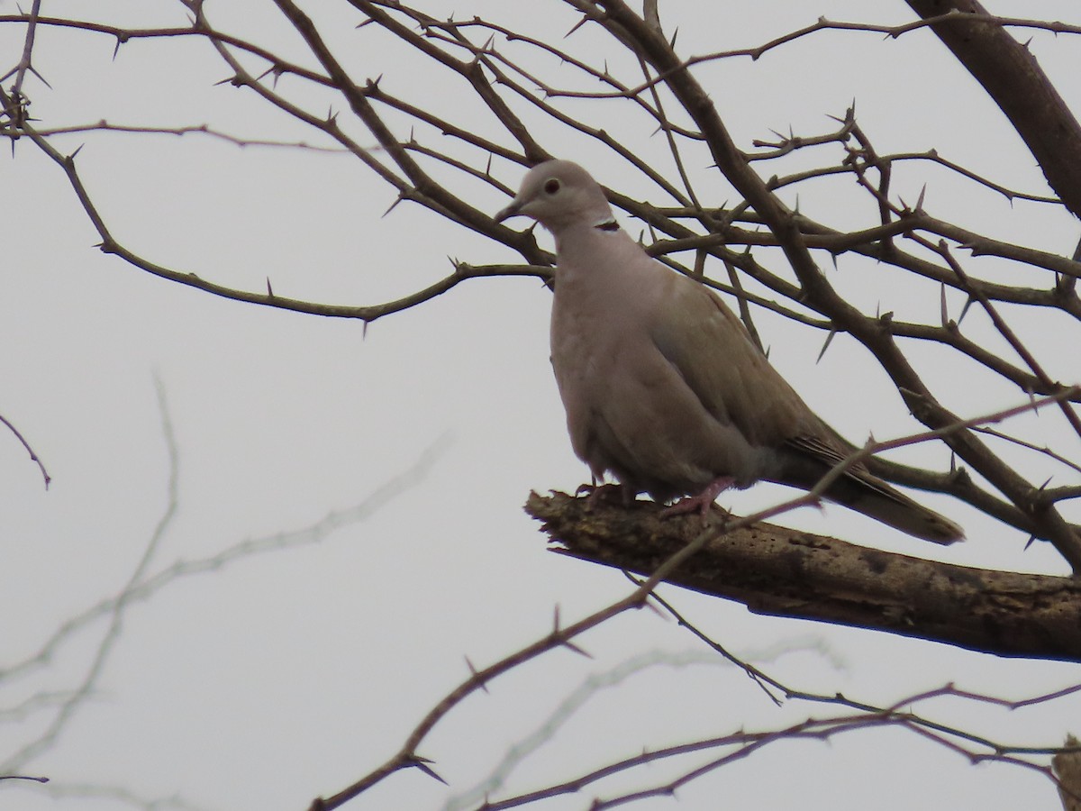 Eurasian Collared-Dove - Ute Langner