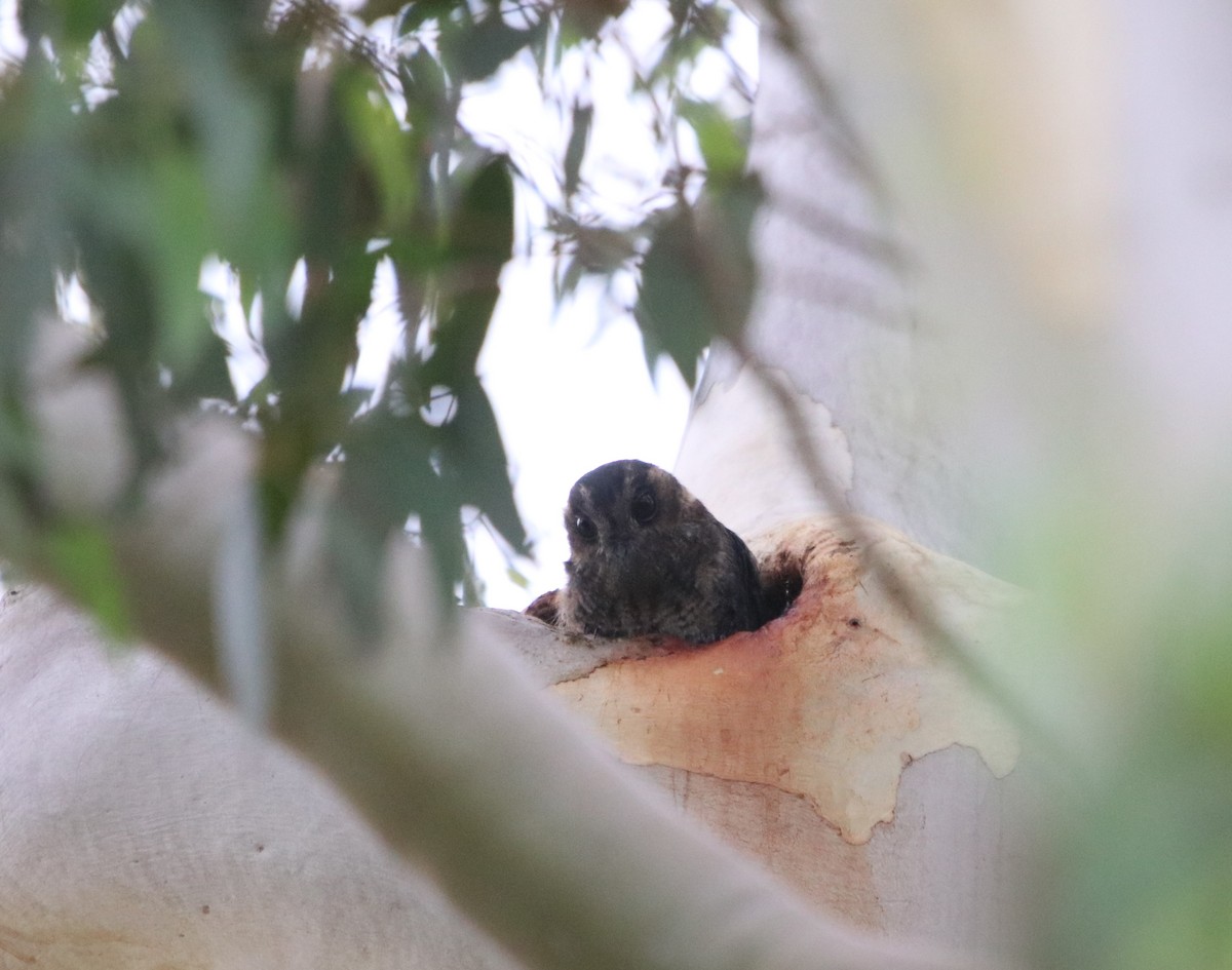 Australian Owlet-nightjar - ML614683445