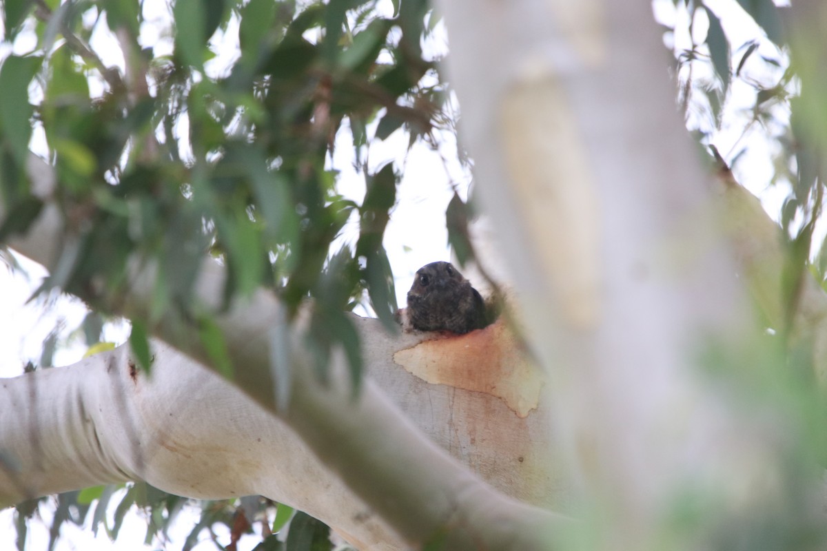 Australian Owlet-nightjar - ML614683447