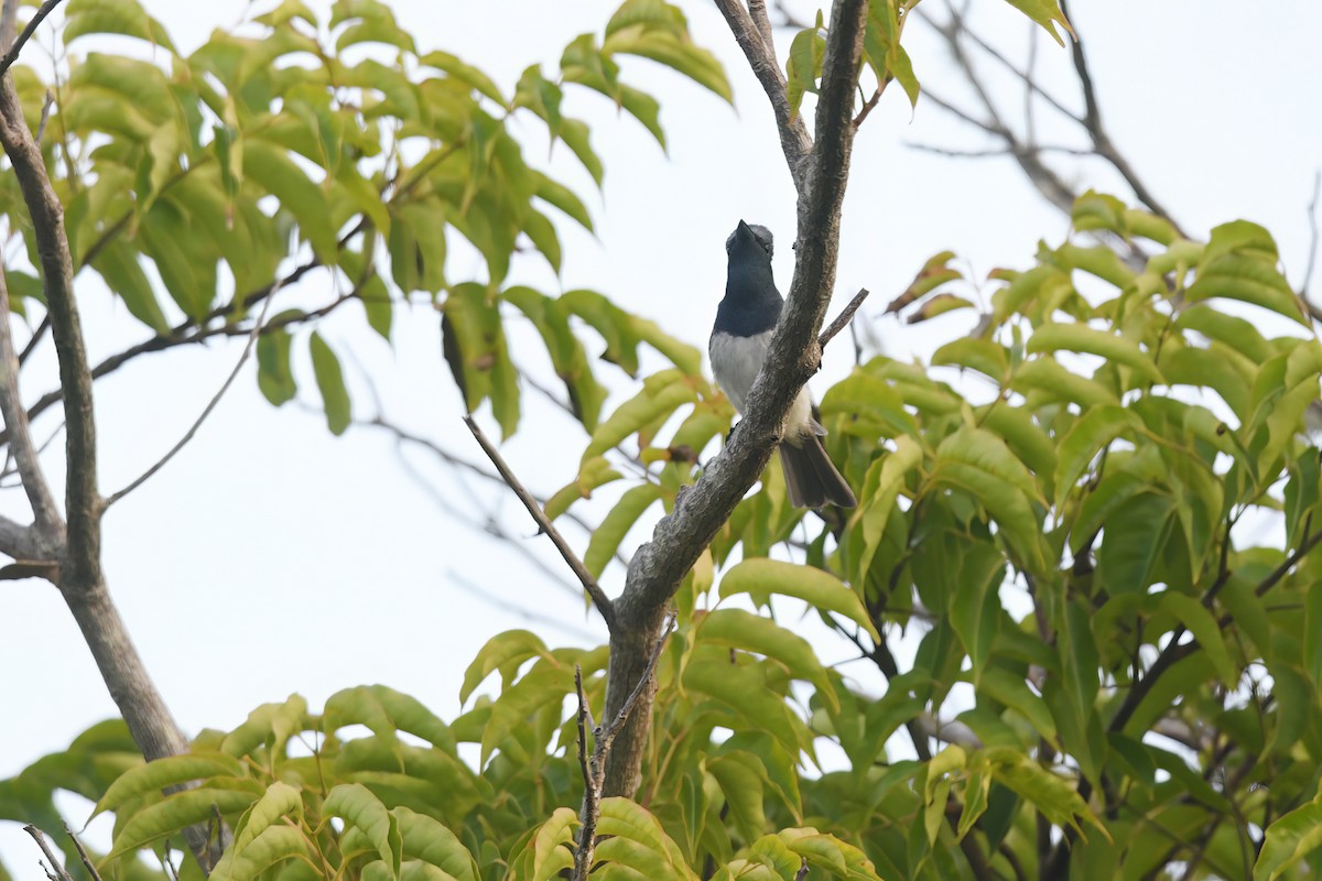 Leaden Flycatcher - ML614683461