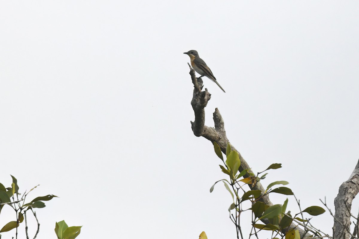 Leaden Flycatcher - ML614683463