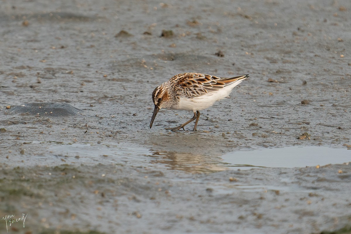 Broad-billed Sandpiper - ML614683467