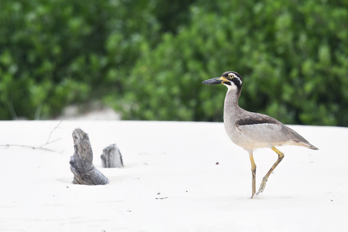 Beach Thick-knee - ML614683476