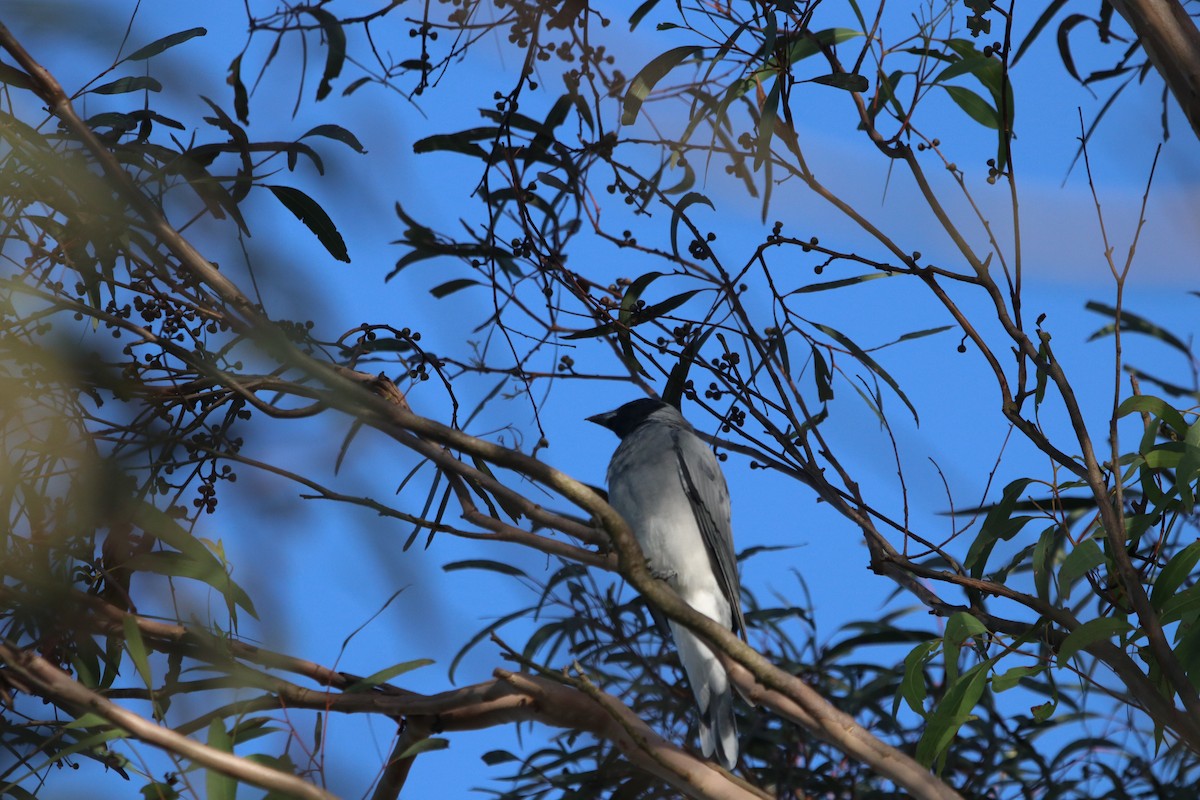 Black-faced Cuckooshrike - ML614683479