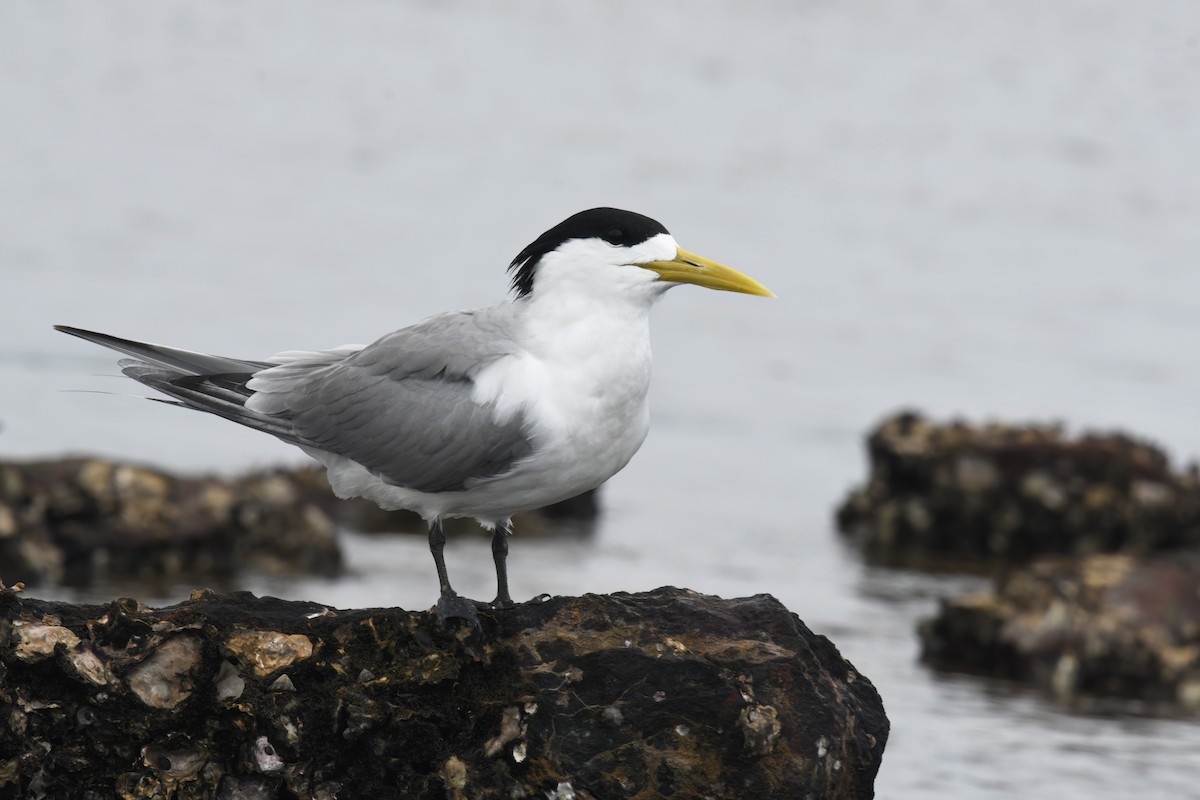 Great Crested Tern - ML614683487