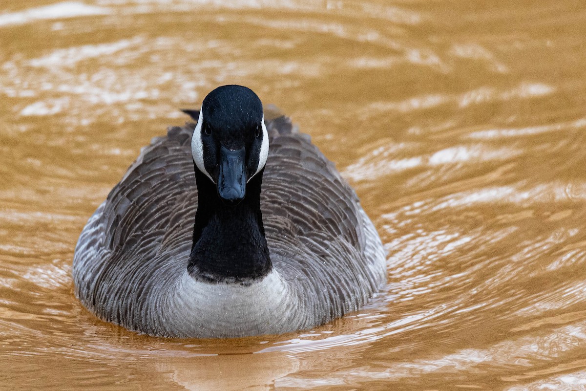 Cackling Goose - Sean Leahy