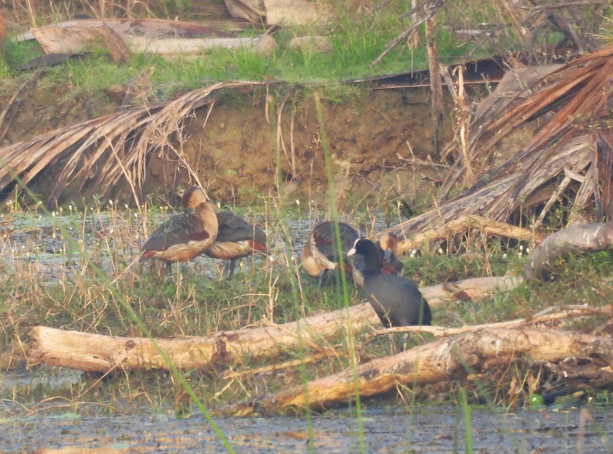 Lesser Whistling-Duck - ML614683504