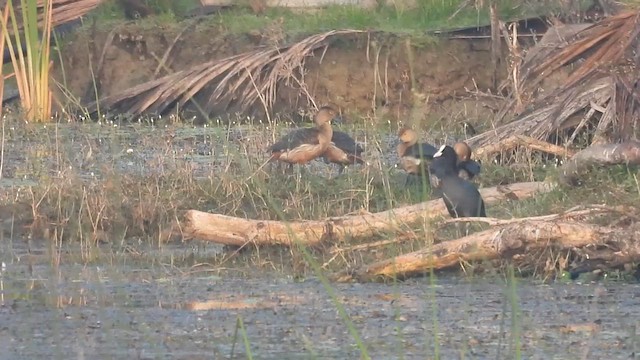 Lesser Whistling-Duck - ML614683505